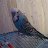 UMUT0763